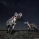 Illustration for article titled 13 Sensational Camera Trap Photos of African Animals At Night